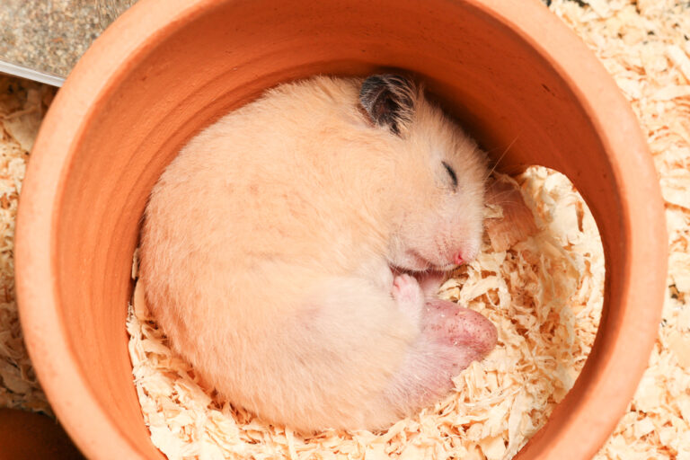 Hamster Bedding: What are the best options? » Petsoid