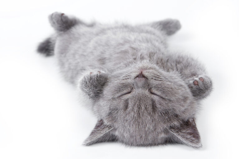 Why Do Cats Sleep So Much? » Petsoid