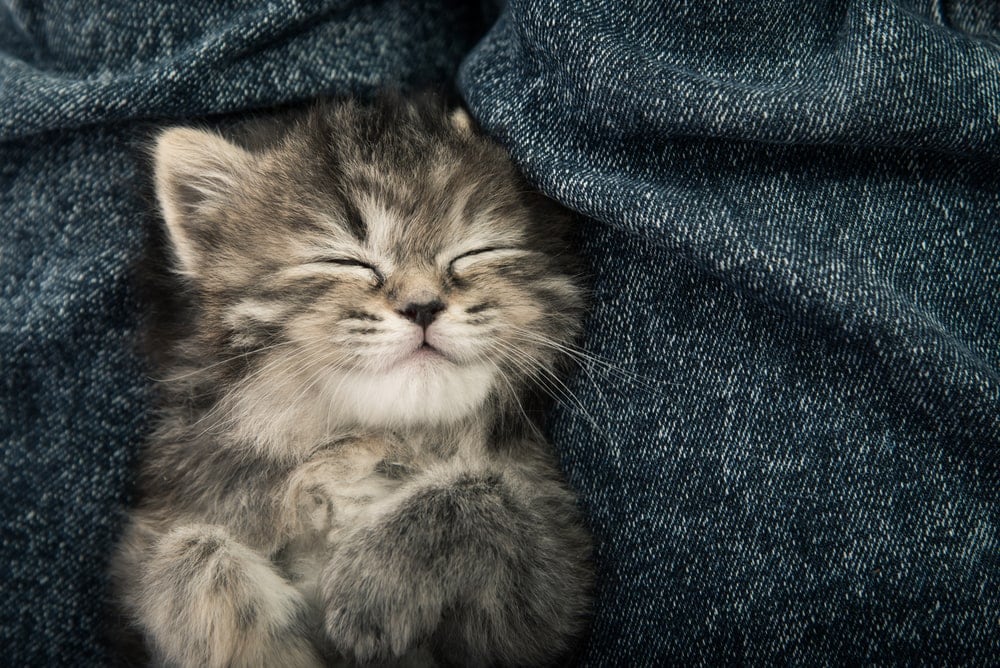 small kitten sleep