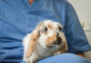 Spaying or Neutering Your Pet Rabbit - Benefits & Info