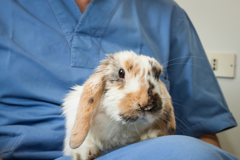 Spaying or Neutering Your Pet Rabbit Benefits & Info » Petsoid