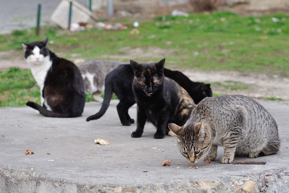 What To Do If You Find a Lost Stray Cat? » Petsoid