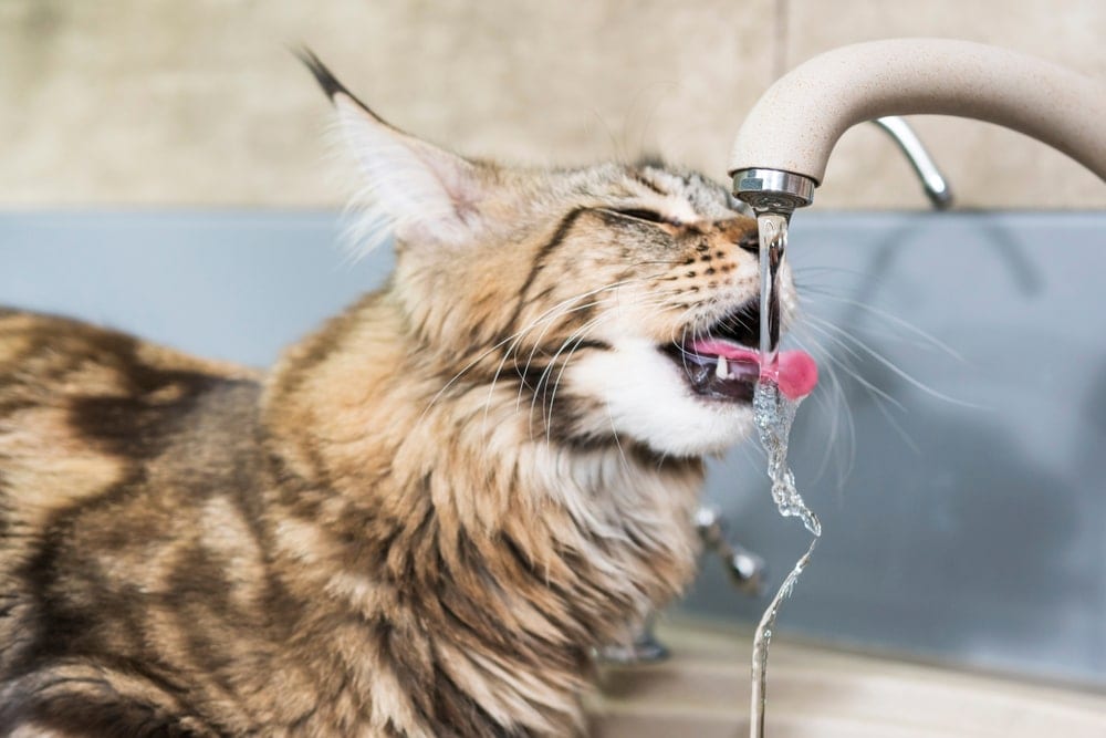 5 Reasons Why Your Cat is Thirsty All The Time » Petsoid