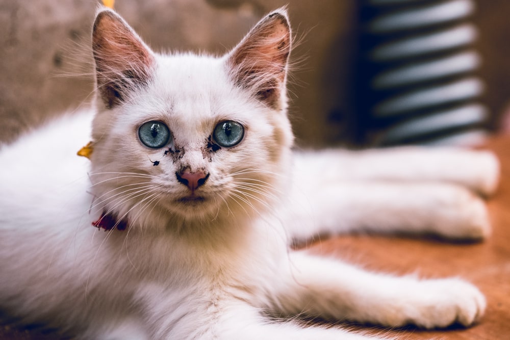 Watery Cat Eyes Treatments & Causes » Petsoid