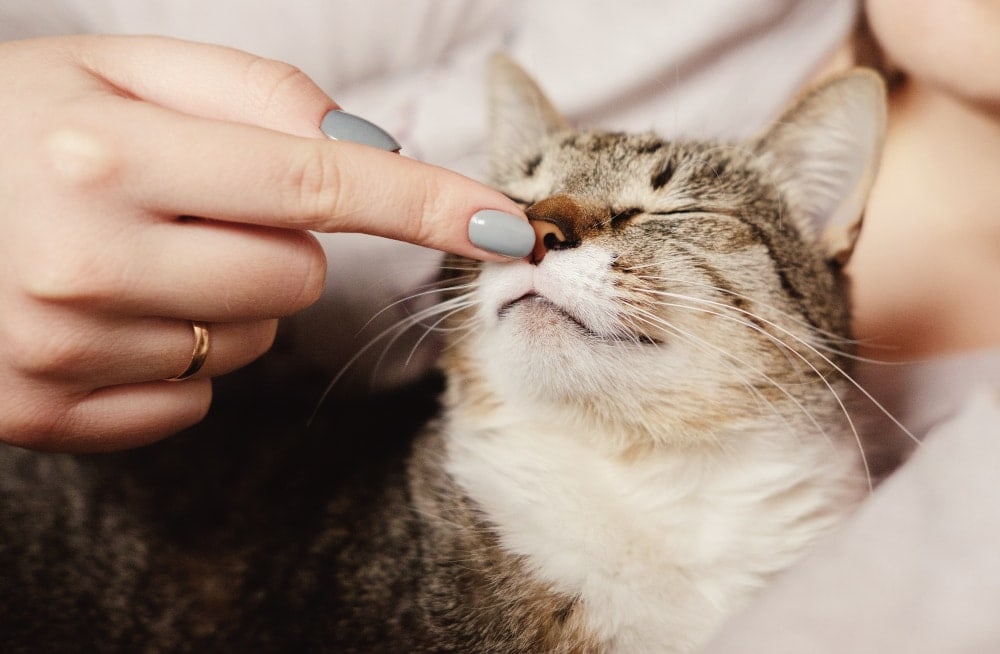 touching cats nose