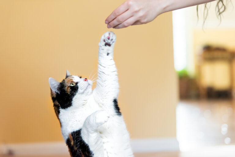 How to Discipline a Cat? » Petsoid
