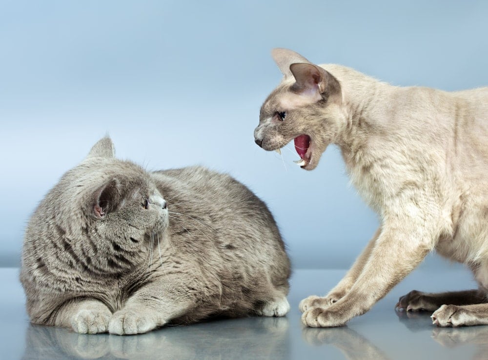 How to Handle Territorial Aggression in Cats? - Petsoid