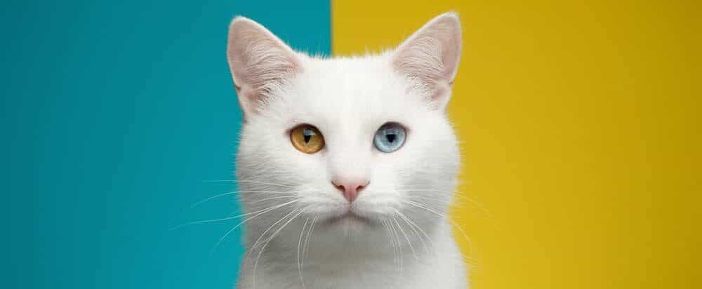 why-do-some-cats-have-two-different-colored-eyes-petsoid