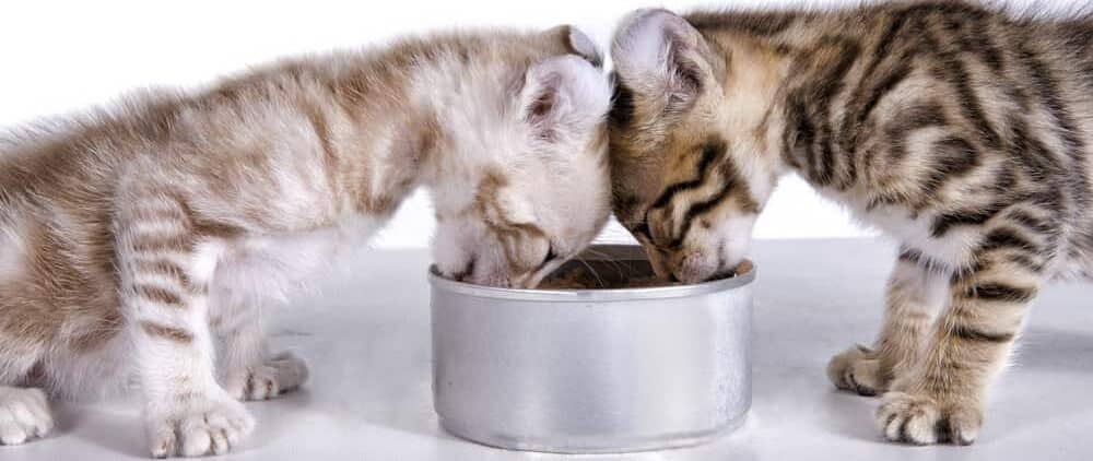 two kittens eat food e1583755703264