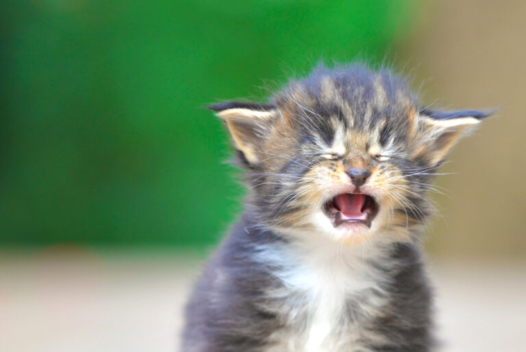 Should I Let My Kitten Cry at Linda Lacroix blog