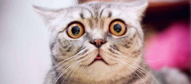 Cat Dandruff How To Get Rid Of It Petsoid