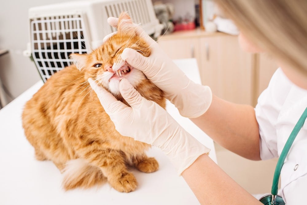 vet checks cats teeth