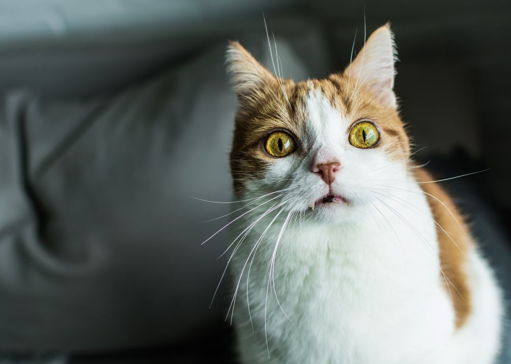 Reasons Why Your Cat is Acting Weird » Petsoid