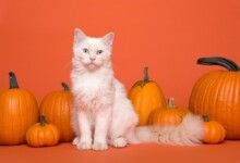 Can Cats Eat Pumpkin: Is It Safe?