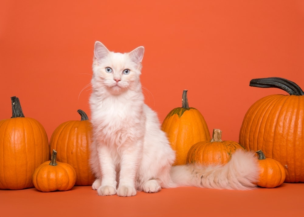 white cat and pumpkin