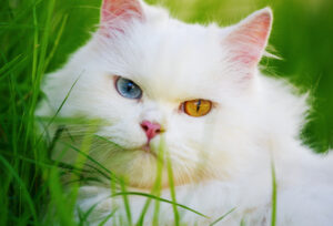 white cat in a grass
