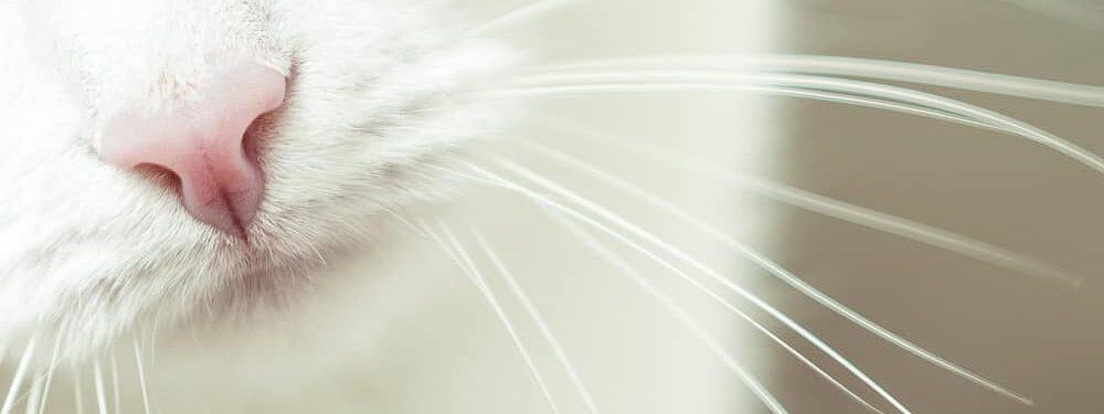 white cat nose close up e1584283395592