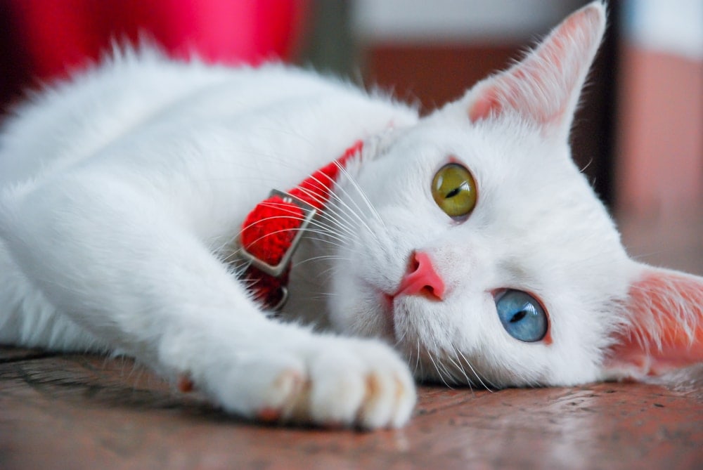 why-do-some-cats-have-two-different-colored-eyes-petsoid