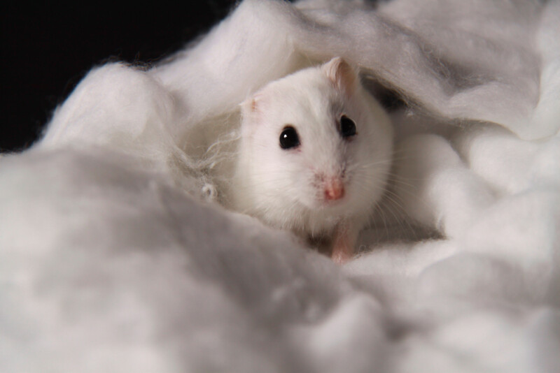 Petsoid » Find the latest and most updated information to take care of