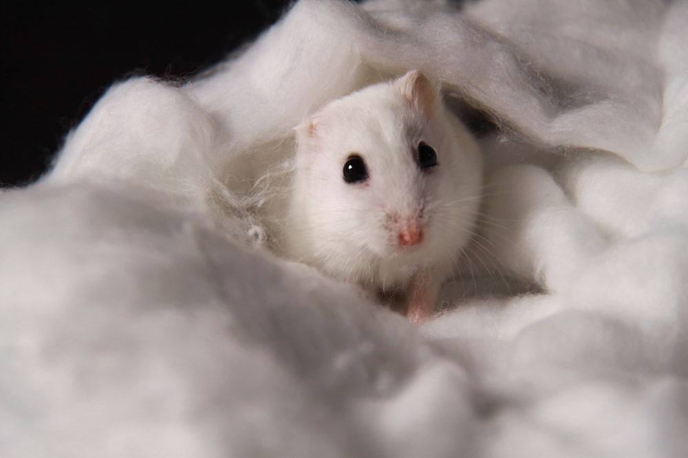 white hamster hiding