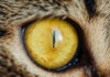 Cat Pupils - What Your Cats Eyes Are Telling You