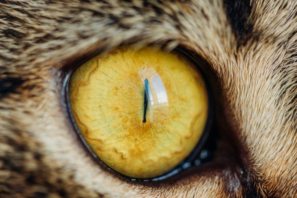 yellow pupils cat