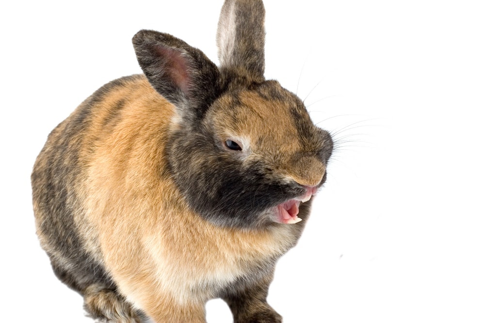 angry rabbit