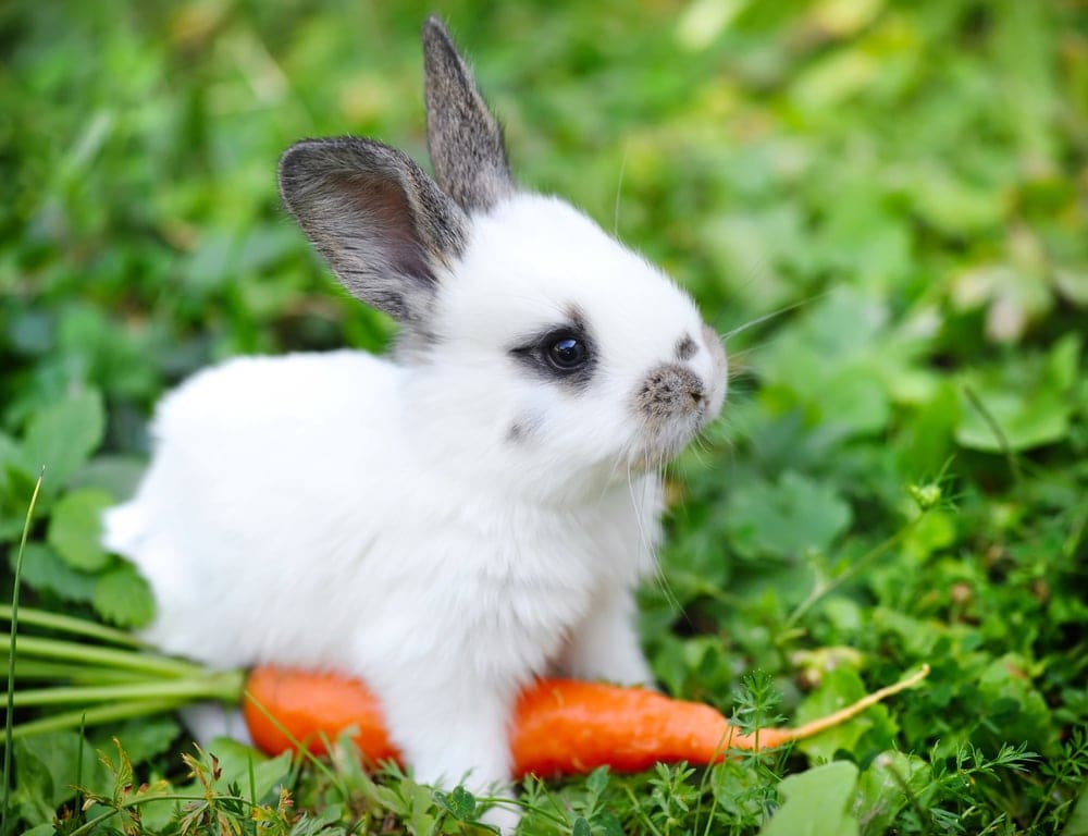 Do Rabbits Eat Carrots Petsoid