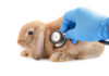 Advice on Rabbit Vaccination & Health