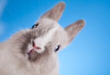 Understanding Rabbit Body Language