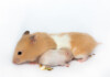 Hamster Gestation Period - Pregnant Hamsters