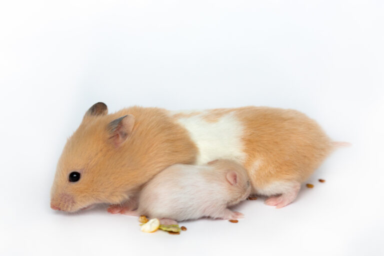 Hamster Gestation Period Pregnant Hamsters » Petsoid