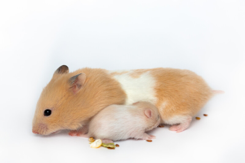Hamster Gestation Period Pregnant Hamsters » Petsoid