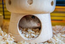 Why Does my Hamster Hide?