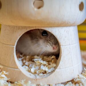 multi chamber hamster hide