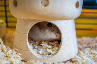 mushroom hamster hide
