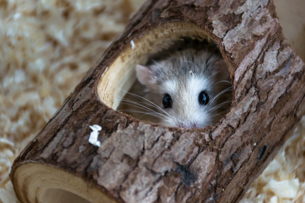 cute hamster hides