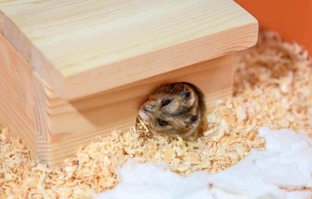 hamster hides