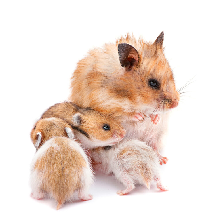 Hamster Gestation Period Pregnant Hamsters » Petsoid