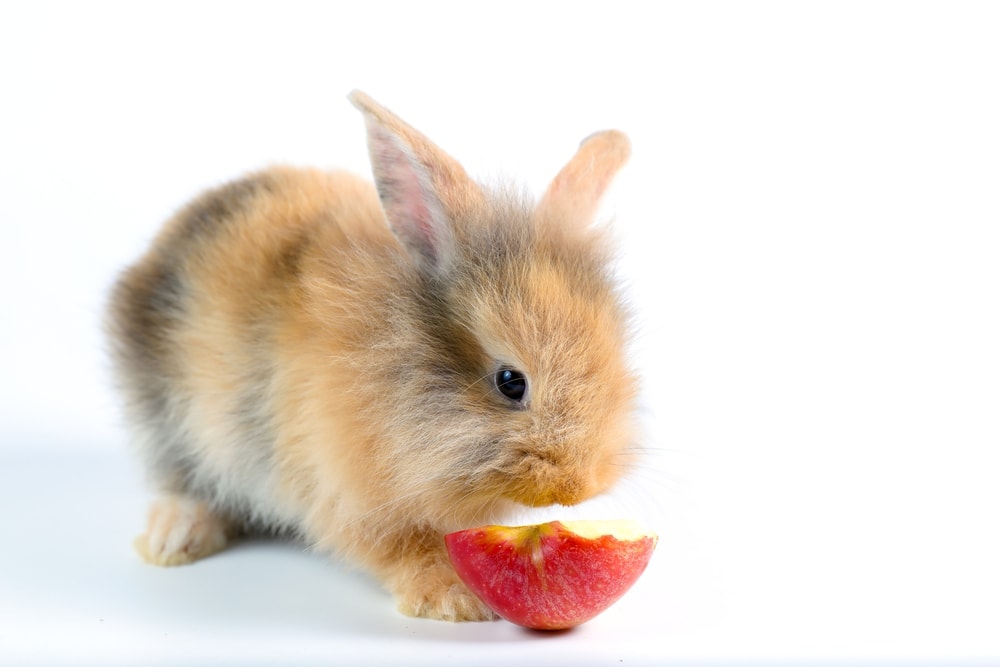 rabbit eat apple