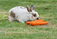 Rabbit Treats: What is Safe To Give Them