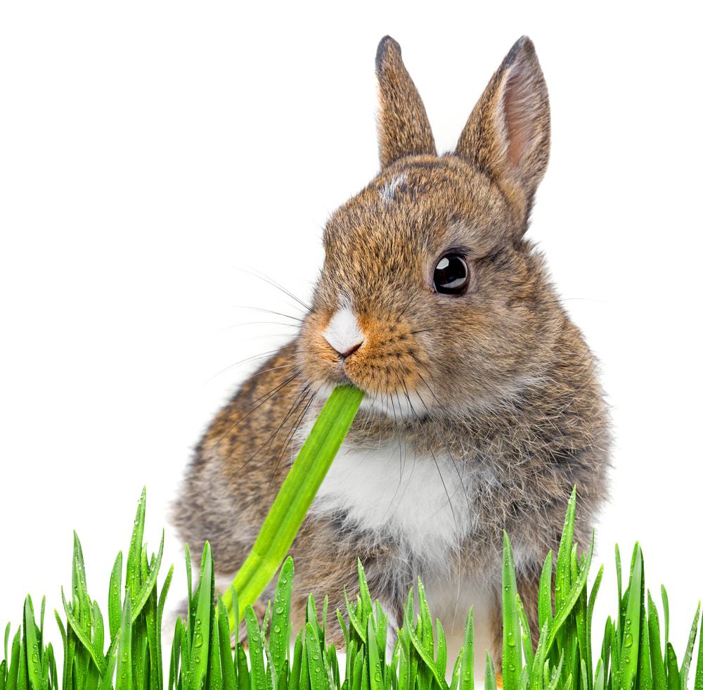 Rabbit Treats What is Safe To Give Them » Petsoid