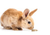 Poisonous Foods for Rabbits