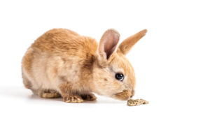 rabbit eat whit bg