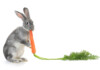 Do Rabbits Eat Carrots?