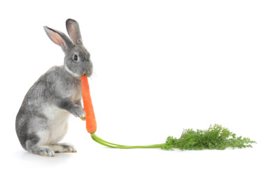 Do Rabbits Eat Carrots? » Petsoid