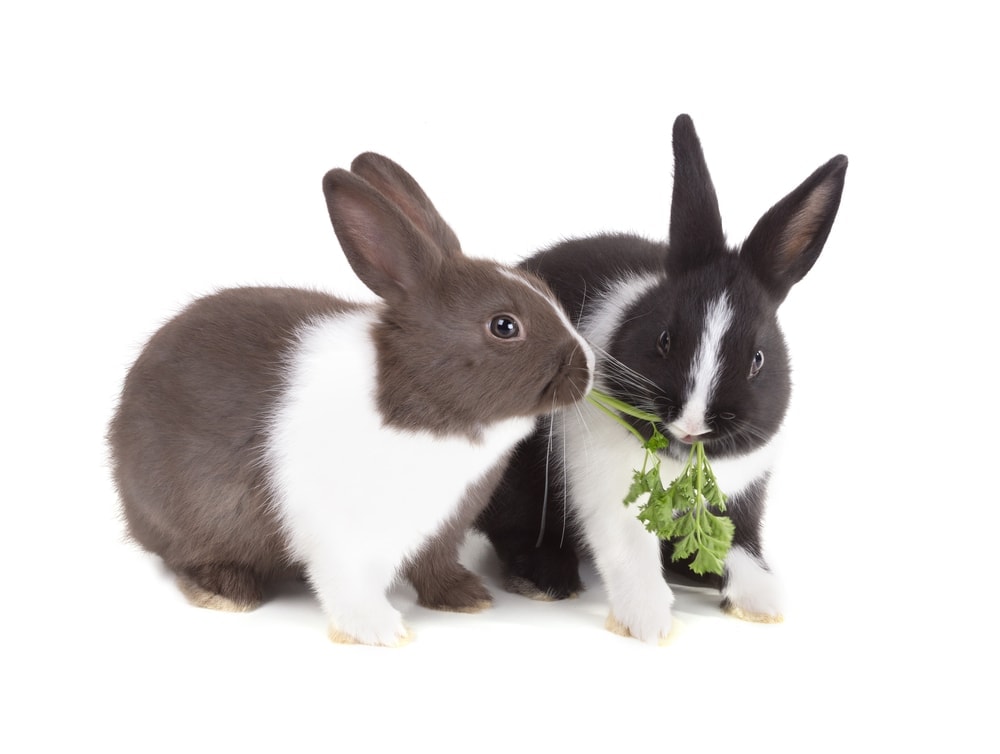 two rabbit eat