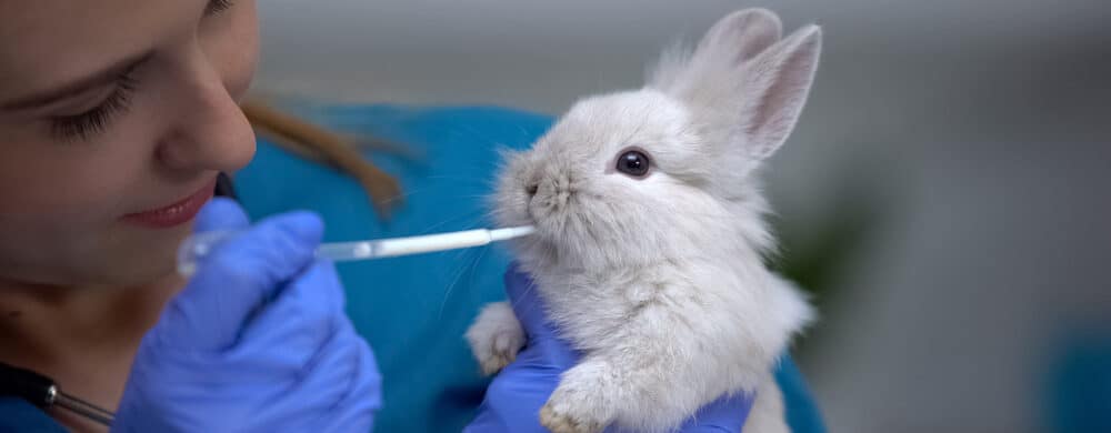 vaccinations for rabbits e1585737477630