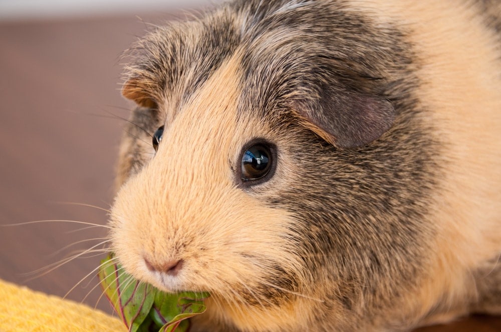 Guinea Pig Breed Guide » Petsoid