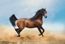 10 Most Popular Horse Breeds